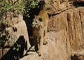 Focused Cougar / Mountain Lion on the Edge Royalty Free Stock Photo