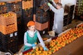 Focused man and woman working on tangerines sorting line in fruit warehouse