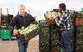 Focused workers preparing boxes with freshly harvested artichokes for storage or delivery to stores on vegetable farm