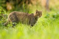 Focused european wildcat on a hunt looking for prey in summer