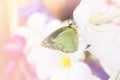 Focused at eye and head closeup single yellow and black butterfly catching on blurred white flower with romantic soft pastel mood