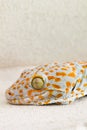 Focused eye and head gecko or gecko verticillatus, orange and gr