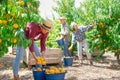 Group of farm workers harvesting crop of ripe peaches at garden Royalty Free Stock Photo