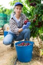 Focused female farmer is plucking a cherry tree while squatting