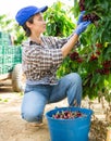 Focused female farmer is plucking a cherry tree while squatting
