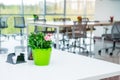 Focused flower pot on the table with blurred interior background of interior of open work space office with desks, chairs and gree Royalty Free Stock Photo