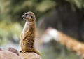 A lonely Meerkat or Suricate & x28;Suricata suricatta& x29; standing on a rock watchful