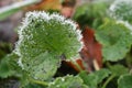 A focused green leaf of ground ivy Glechoma hederacea has a rime round its scalloped edge due to the first frost. Royalty Free Stock Photo