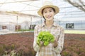 Focused at green oak vegetable in hand of asian woman farmer in greenhouse hydroponic organic.Small business entrepreneur and