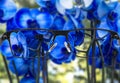 Focused image of bouquet of beautiful blue orchids.  Better vision concept. Glasses for nearsighted Royalty Free Stock Photo