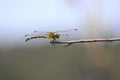 Focused image of dragonfly