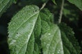 A focused image of False netle leaf