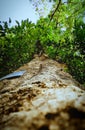 Focused image of tree stem and branches