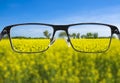 Focused Image Of Yellow Field In Glasses Frame
