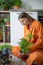 Interested woman tends home seedlings herbs by sit on floor focusing on interacting with houseplants Royalty Free Stock Photo