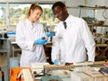 Focused lab technicians in gloves working with reagents and test tubes Royalty Free Stock Photo