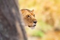 Focused lion stands behind a tree looking for prey in Africa Royalty Free Stock Photo