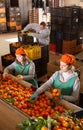 People working on tangerines sorting line