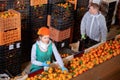 Focused man and woman working on tangerines sorting line in fruit warehouse