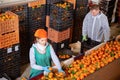 Focused man and woman working on tangerines sorting line in fruit warehouse