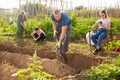 Man preparing vegetable patch for planting in family garden Royalty Free Stock Photo