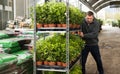 Focused man working in large flower shop Royalty Free Stock Photo