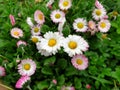 Focused marguerite flowers - springtime Royalty Free Stock Photo