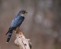 Focused Merlin Royalty Free Stock Photo