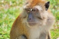 Focused monkey Royalty Free Stock Photo