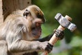 A focused monkey holding a hammer, appearing to work on a project, with a natural background. Royalty Free Stock Photo