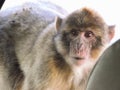 Focused monkey looking at anywhere - overexposed Royalty Free Stock Photo