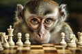 Monkey engaged in a serious chess match, showcasing concentration and strategy with a chessboard full of white pieces Royalty Free Stock Photo