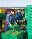 Focused workers preparing crates with freshly harvested artichokes for storage or delivery to stores on farm plantation