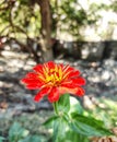 Focused red flower in the garden of Gilgitbaltistan Pakistan Royalty Free Stock Photo