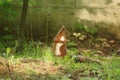 A focused squirrel in a city park Royalty Free Stock Photo