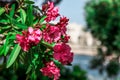 Rose flowers in focus with green leaves