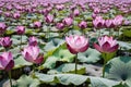 focused shot of a lotus flowers surface