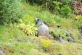 Focused shot of a small, gray, furry mammal, eating grass in a forest