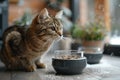 Tabby Cat With Food Bowl in Rain