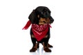 Focused Teckel puppy looking away, wearing red bandana Royalty Free Stock Photo