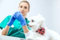 In focused view female vet prepares syringe to vaccinate