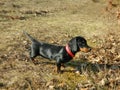 Focused view of a young dachshund