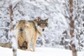 Focused wolf in pack looking backward in cold winter forest Royalty Free Stock Photo