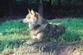 Focused wolf in the wild Royalty Free Stock Photo