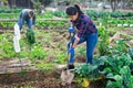 Focused woman digging soil with shovel in vegetable garden Royalty Free Stock Photo