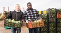 Focused workers preparing boxes with freshly harvested artichokes for storage or delivery to stores on vegetable farm