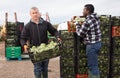 Focused workers preparing boxes with freshly harvested artichokes for storage or delivery to stores on vegetable farm