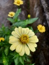 Focused yellow flower