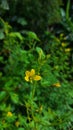 Focused yellow flower in the garden