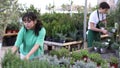 Focused young Asian woman choosing potted Rosmarinus Oficinalis plant while shopping in modern greenhouse